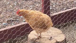 Baby rooster learning to crow