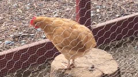 Baby rooster learning to crow