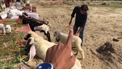 Bakra Pasand Nahi aaya Or Parrot b Mar Gayap4