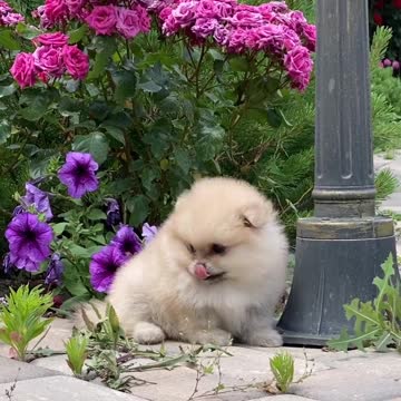 funny puppies Videos 🐶