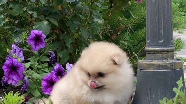 funny puppies Videos 🐶