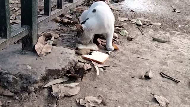 The Cute Hungry White Cat Video By Kingdom Of Awais