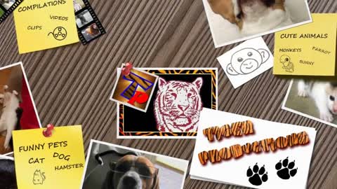 weet cat&dogs vidios 2021