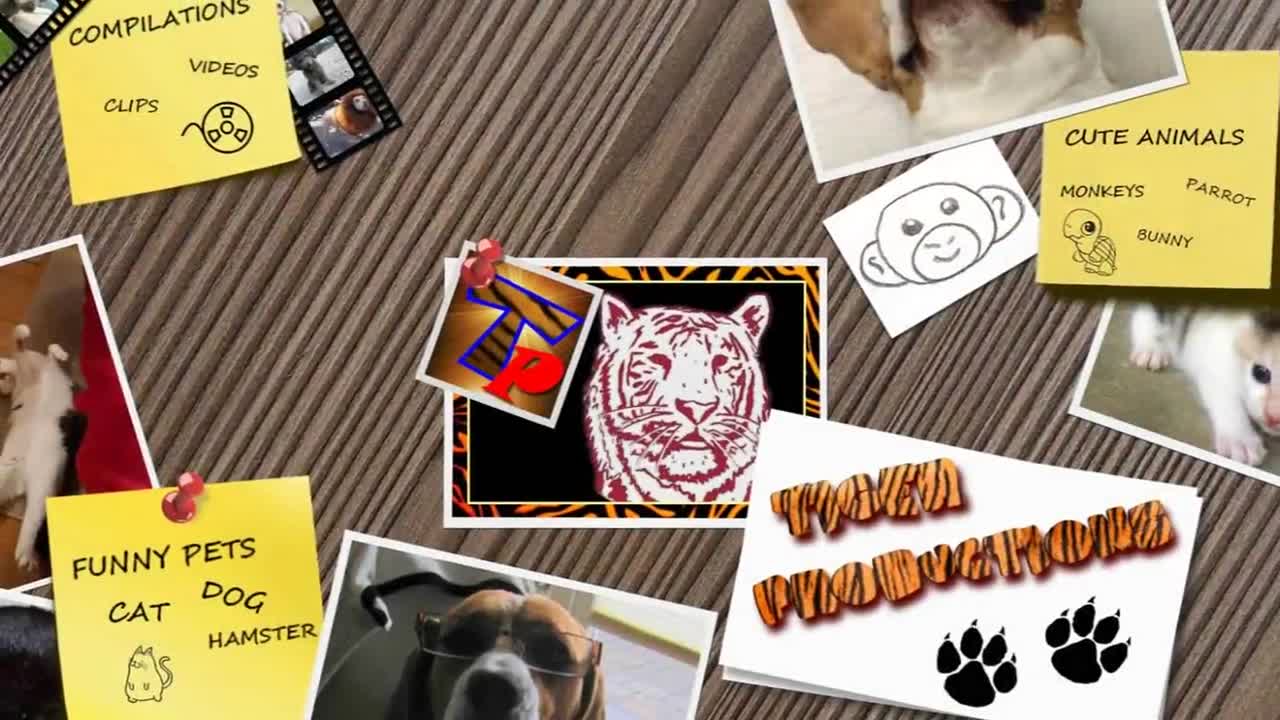 weet cat&dogs vidios 2021
