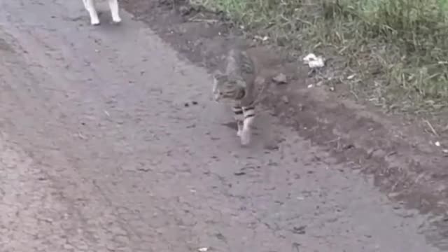 Funny animals - Funny cats _ dogs - Funny animal videos _ part 9