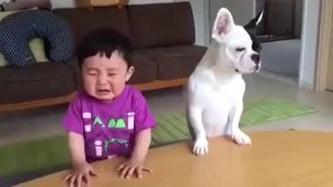 Funny video of a child and a dog