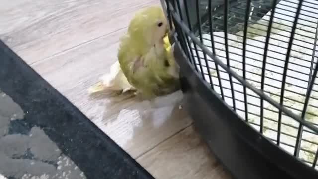 Birds petting each other