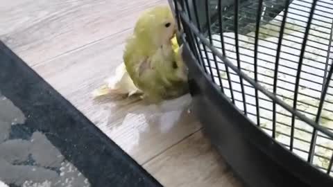 Birds petting each other