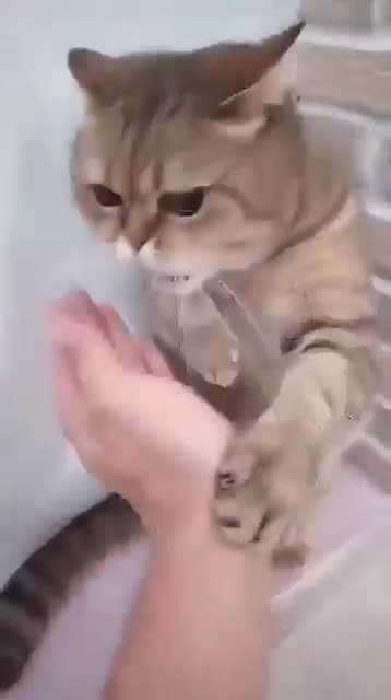 Kung fu Cat 😂