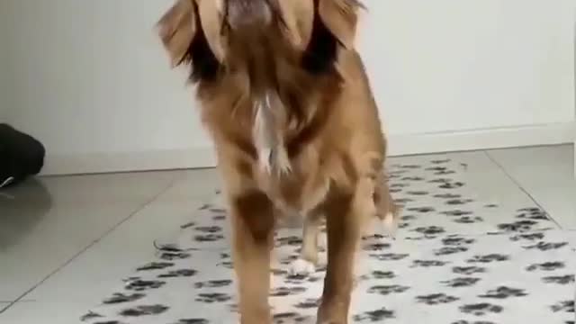 Smart Dog