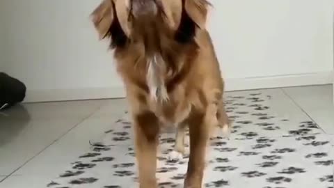 Smart Dog