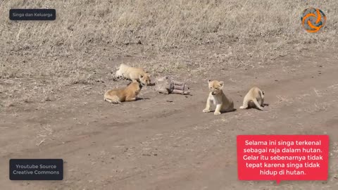 AWESOME!, A LION FAMILY AND ITS SMALL cubs