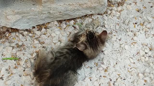 Baby cats playing