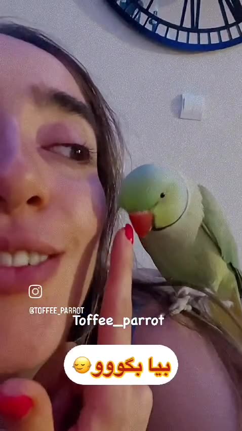 وقتی طوطی مهربونم بوس‌های عاشقانه می‌فرسته! 💚💋 چه دلبره!