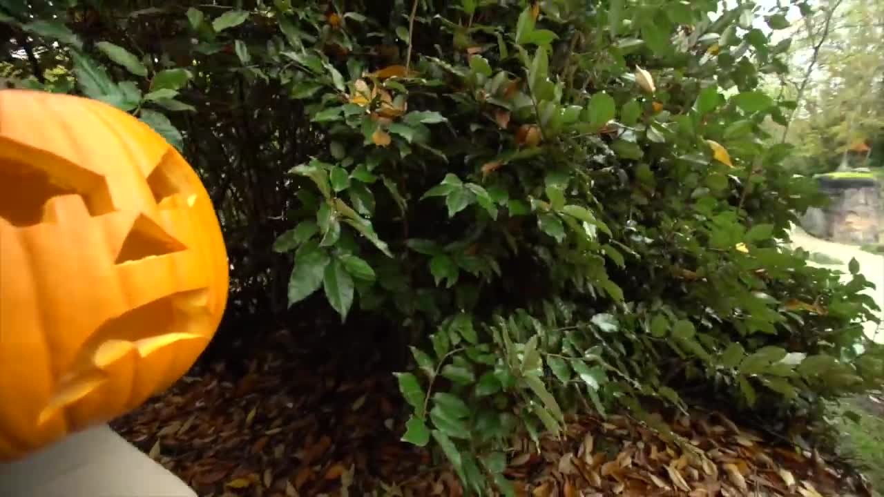 Black bears, giraffes and otters have a pumpkin party!