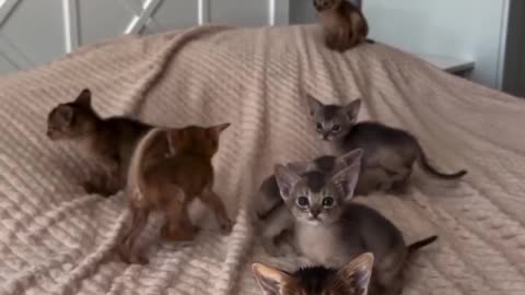 Simply Adorable 😘Abyssinian kittens