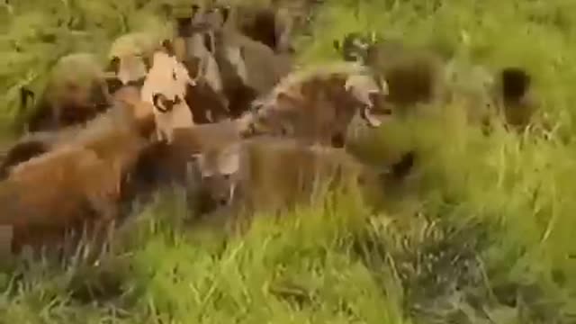 Animals video