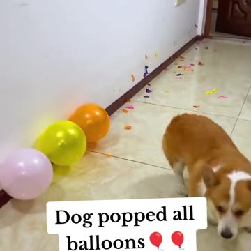 Cute puppy popped all the ballons