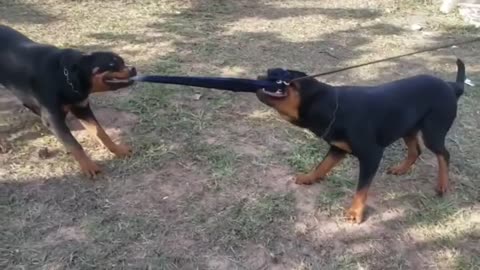 Do You Want a Rottweiler? Check This!!