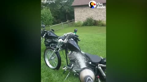 Dogs Helps Dad Wash His Motorcycle