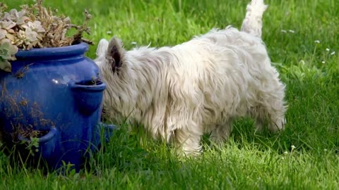 Beautiful Dog Stock Footage