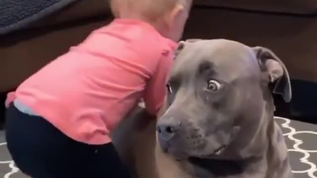 Funny Pitbull cut pitbull dogs