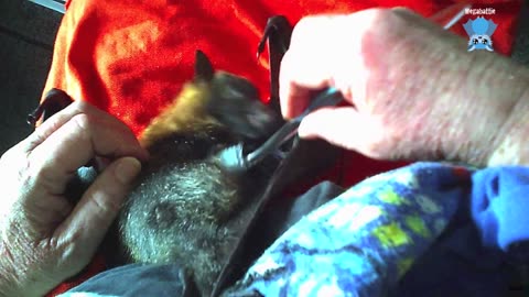 Paralysed flying-fox in care this is Toomey