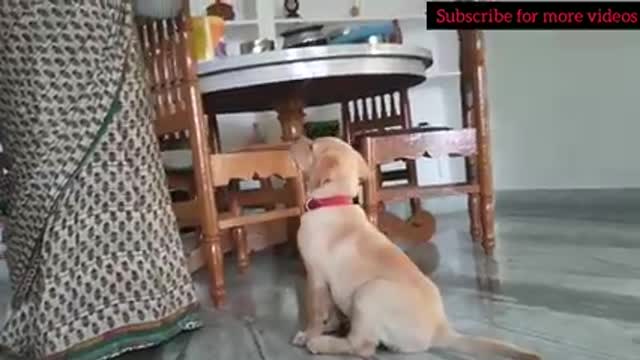 Labrador puppy waiting for food