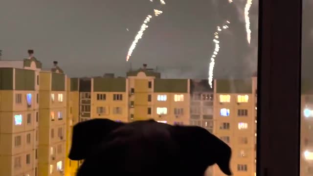 It's adorable how excited this dog is to watch the fireworks