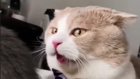 This kitten is so cute, cute and funny, looking at it will make you happy all day