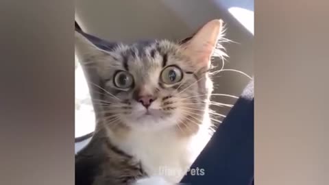 Funny Animal