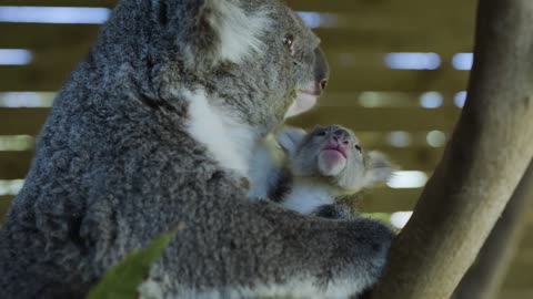 Most precious Koala Joey moments ever! -1