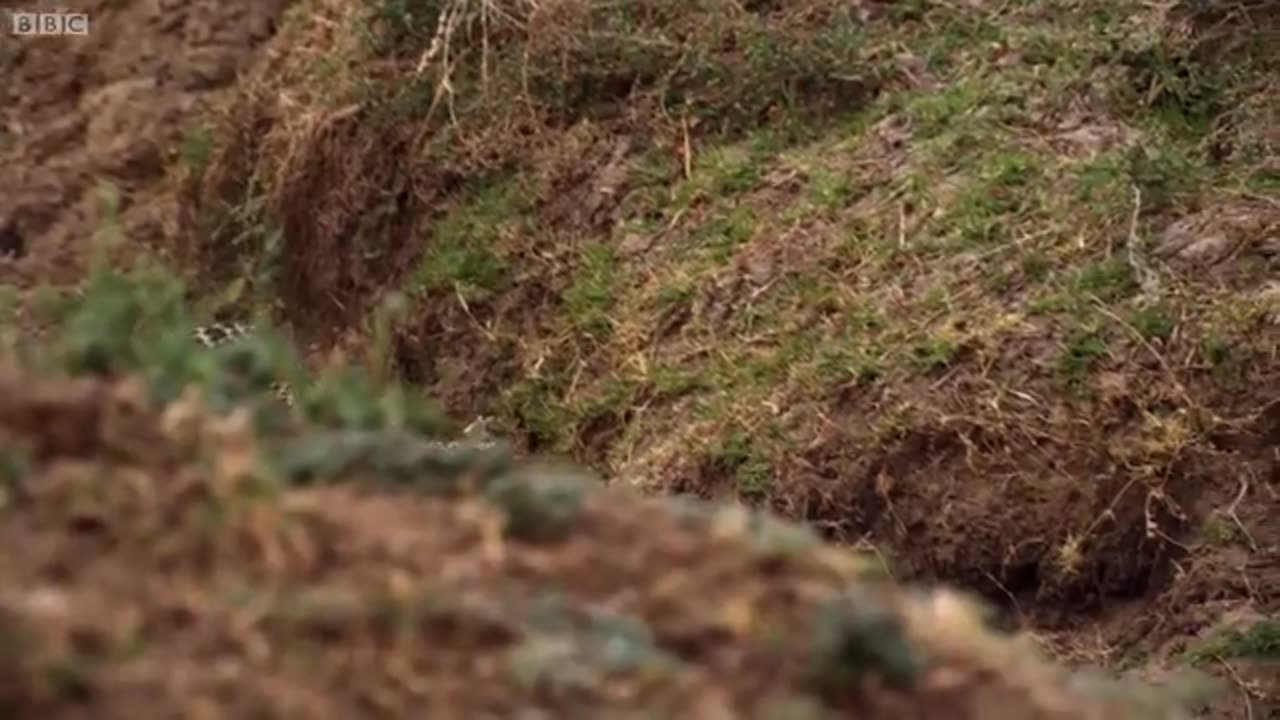 Impala Miraculously Escapes Jaws Of Leopard | The Hunt | BBC Earth