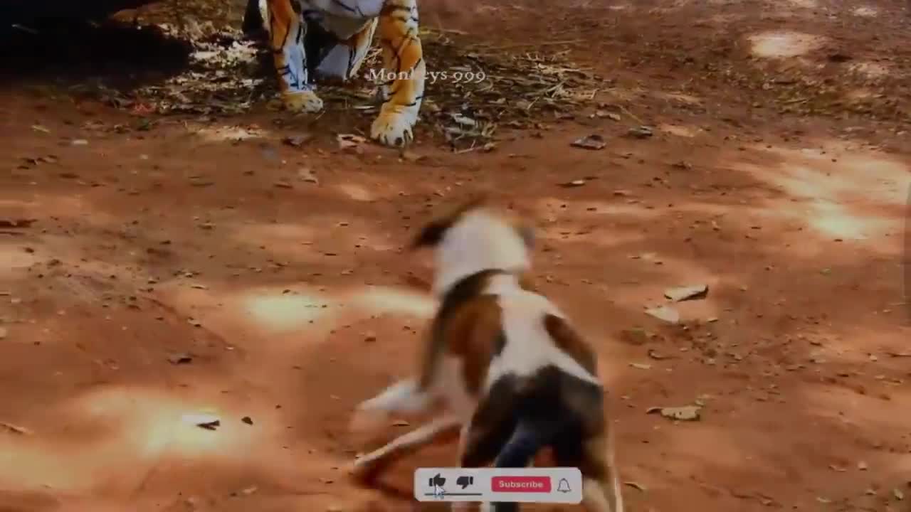 Tiger vs dog prank