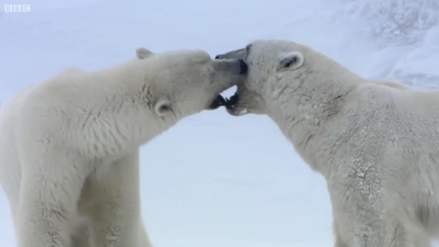 Adult Polar Bears 'Flirting' with Each Other | Animal Attraction | BBC Earth