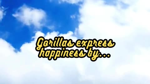 Animal Facts Gorilla Happiness #shorts