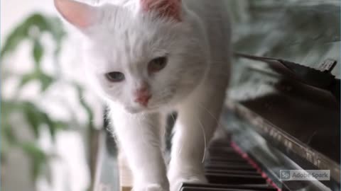 Cat plays the piano