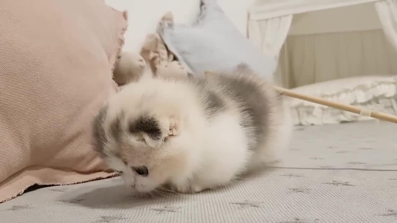 Munchkin Kitten!