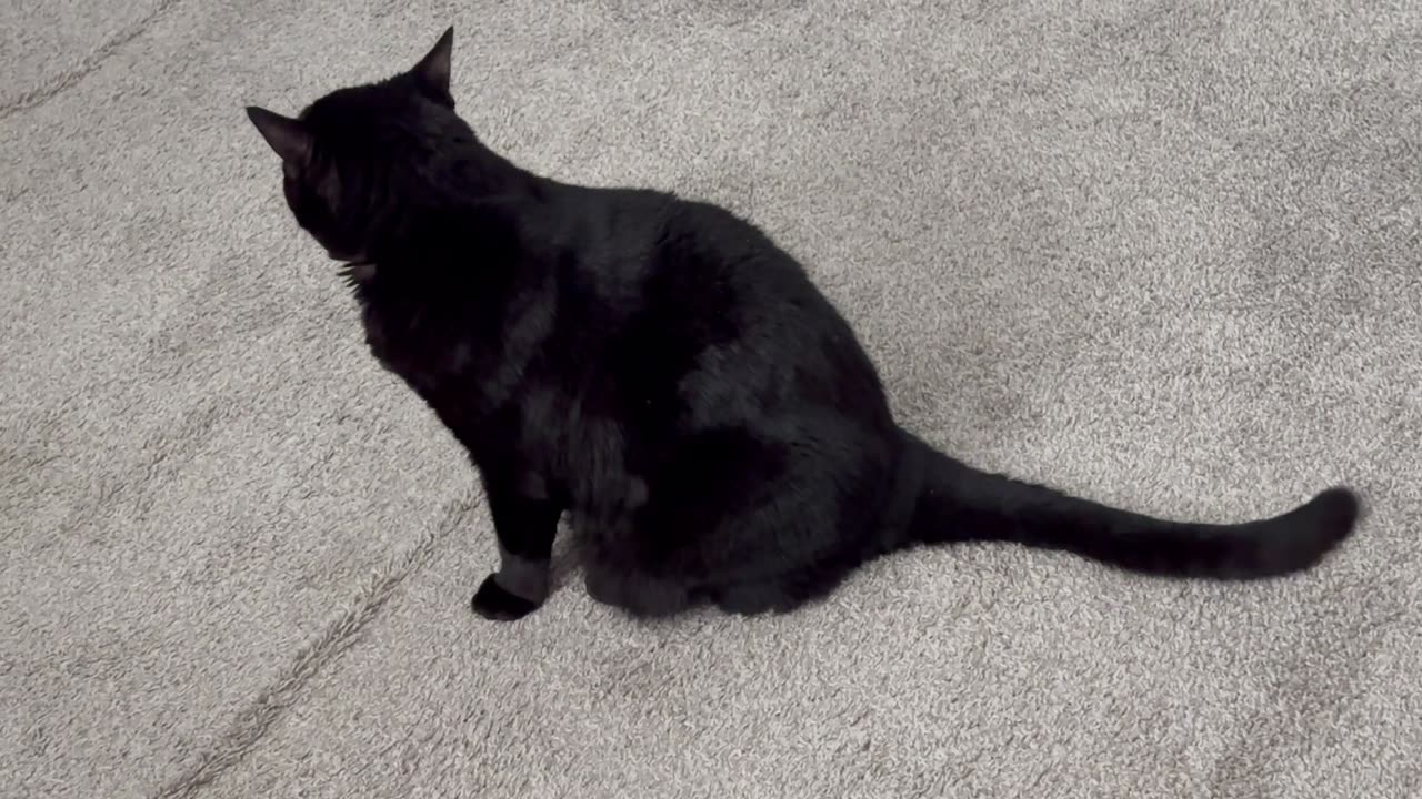 Cute Precious Piper Gets Tired of Sweeping the Carpet - Adopting a Cat from a Shelter Vlog