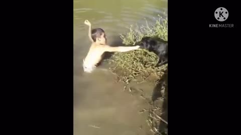 A brave dog rescued a boy