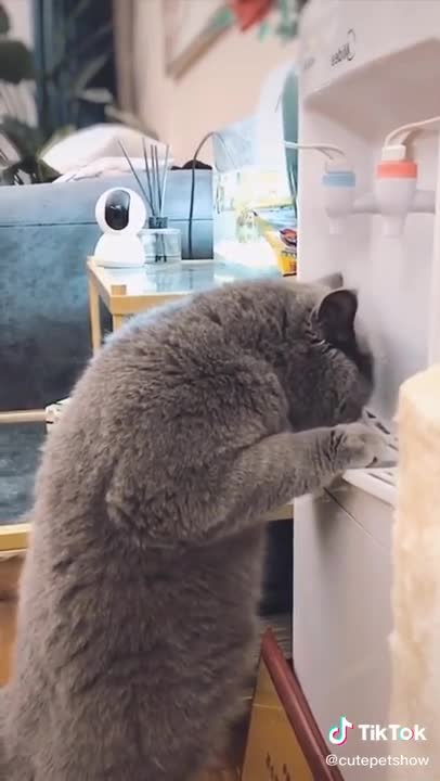 watch My cat is special funny cat video 2021