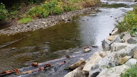 Calming Creek