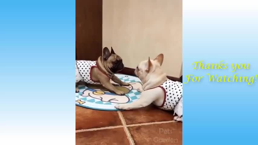 Funny animals video that will make you laugh