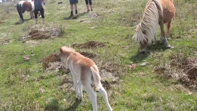 Wild Ponies at Grayson Highlands, Virginia