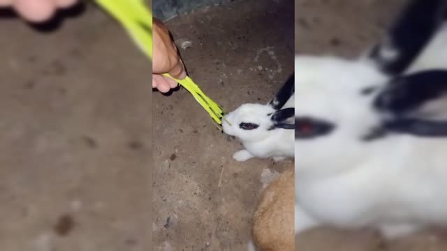 cute pets