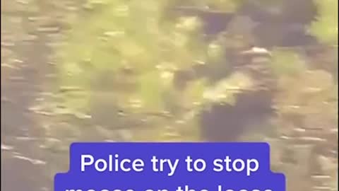 Police try to stop moose on the loose
