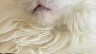 Catatonic Daydreaming
