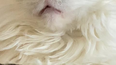 Catatonic Daydreaming