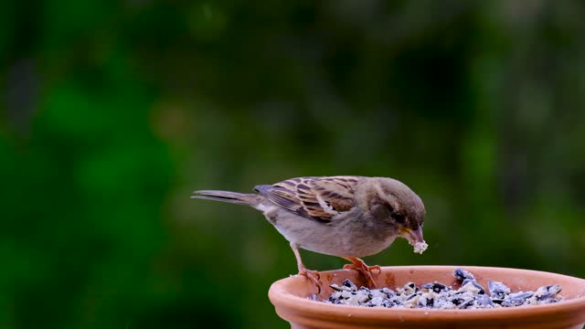 Nice bird.