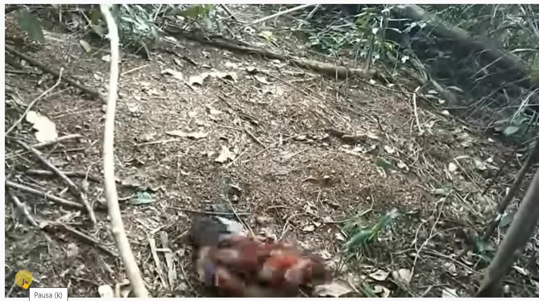 Fighting cock against forest rooster